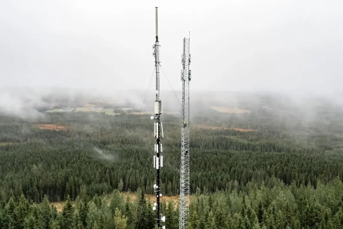 Reference photo: masts in the forest